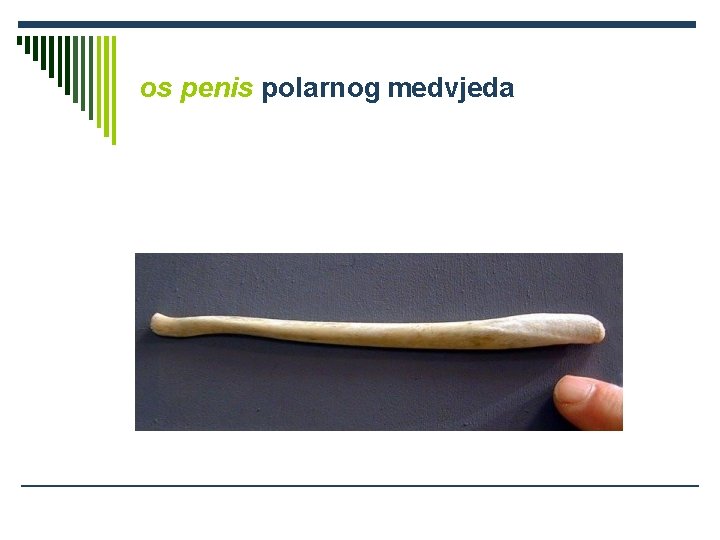 os penis polarnog medvjeda 