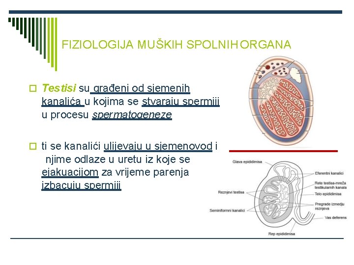 FIZIOLOGIJA MUŠKIH SPOLNIH ORGANA Testisi su građeni od sjemenih kanalića u kojima se stvaraju