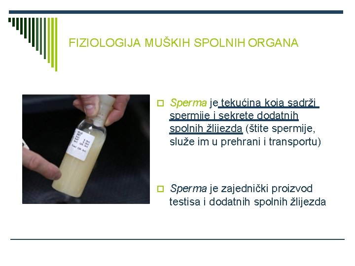 FIZIOLOGIJA MUŠKIH SPOLNIH ORGANA Sperma je tekućina koja sadrži spermije i sekrete dodatnih spolnih