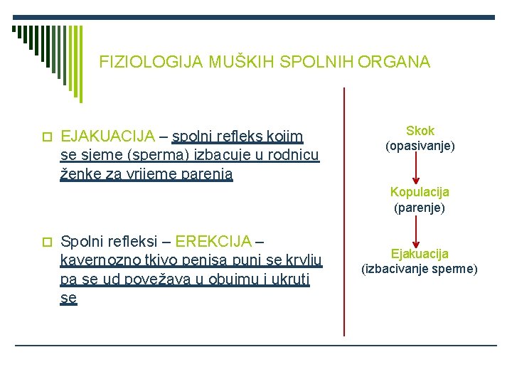 FIZIOLOGIJA MUŠKIH SPOLNIH ORGANA EJAKUACIJA – spolni refleks kojim se sjeme (sperma) izbacuje u