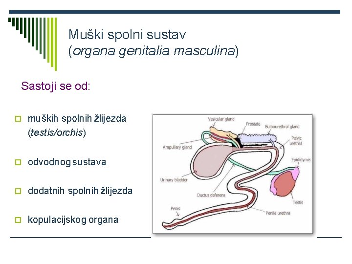 Muški spolni sustav (organa genitalia masculina) Sastoji se od: muških spolnih žlijezda (testis/orchis) odvodnog