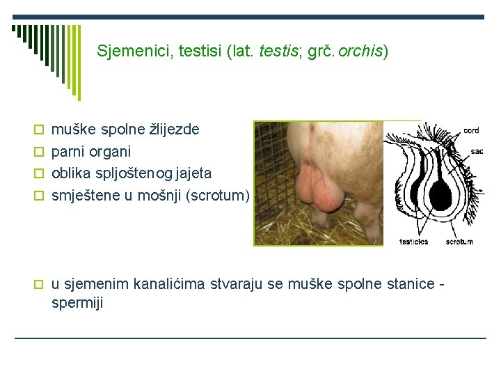 Sjemenici, testisi (lat. testis; grč. orchis) muške spolne žlijezde parni organi oblika spljoštenog jajeta