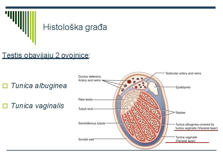 Histološka građa Testis obavijaju 2 ovojnice: Tunica albuginea Tunica vaginalis 