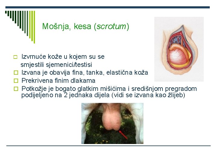 Mošnja, kesa (scrotum) Izvrnuće kože u kojem su se smjestili sjemenici/testisi Izvana je obavija