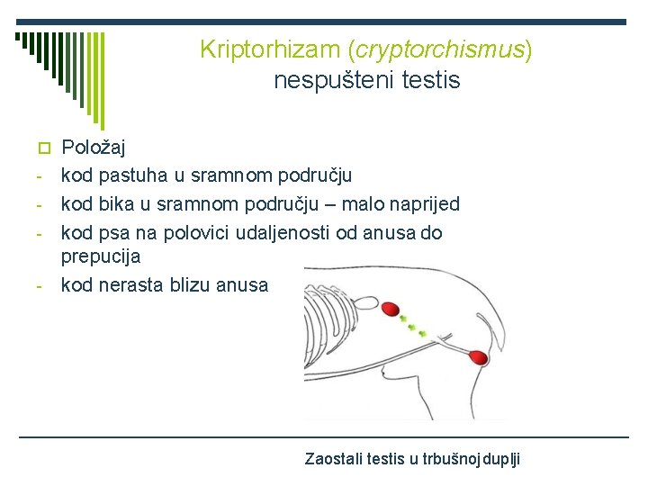 Kriptorhizam (cryptorchismus) nespušteni testis Položaj kod pastuha u sramnom području - kod bika u