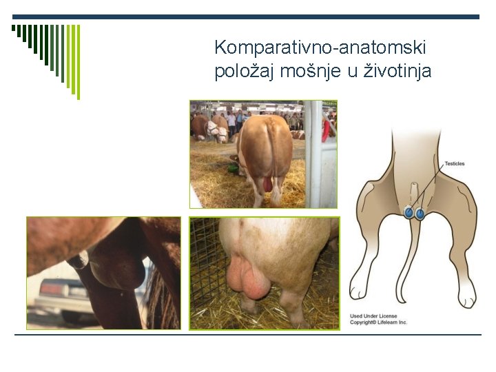 Komparativno-anatomski položaj mošnje u životinja 