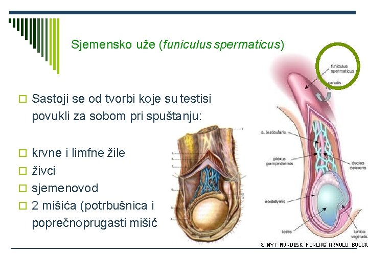 Sjemensko uže (funiculus spermaticus) Sastoji se od tvorbi koje su testisi povukli za sobom