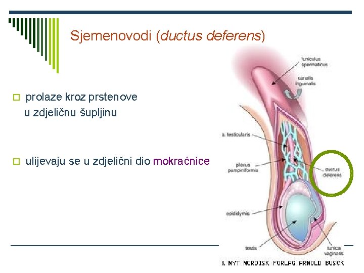 Sjemenovodi (ductus deferens) prolaze kroz prstenove u zdjeličnu šupljinu ulijevaju se u zdjelični dio