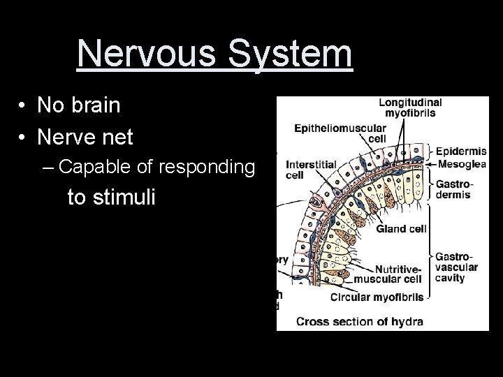 Nervous System • No brain • Nerve net – Capable of responding to stimuli