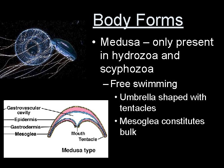 Body Forms • Medusa – only present in hydrozoa and scyphozoa – Free swimming
