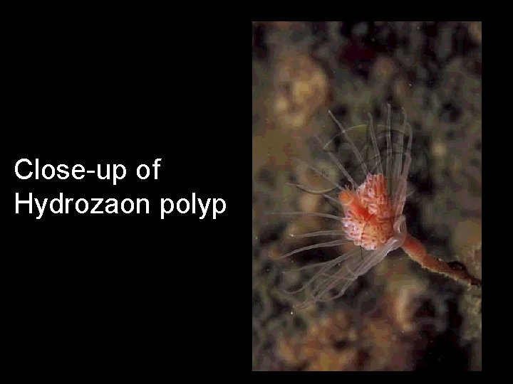 Close-up of Hydrozaon polyp 