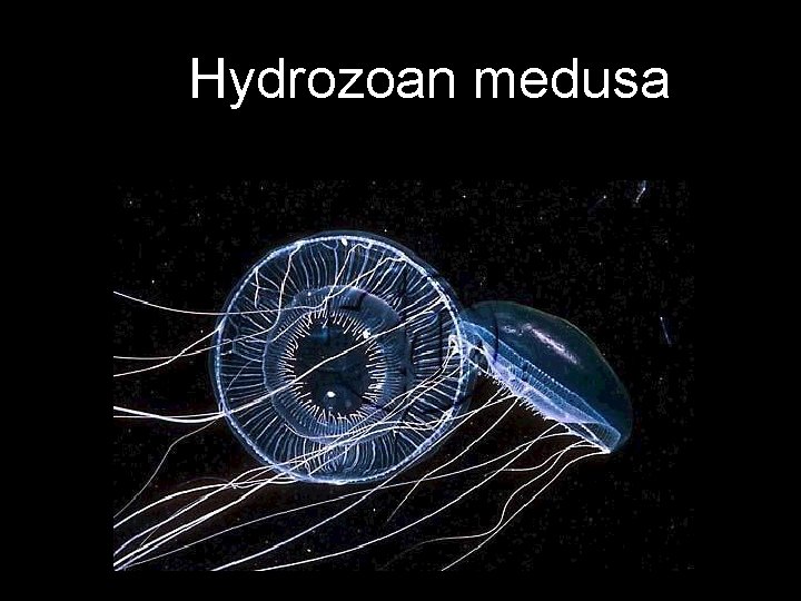 Hydrozoan medusa 