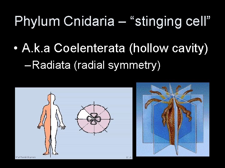 Phylum Cnidaria – “stinging cell” • A. k. a Coelenterata (hollow cavity) – Radiata