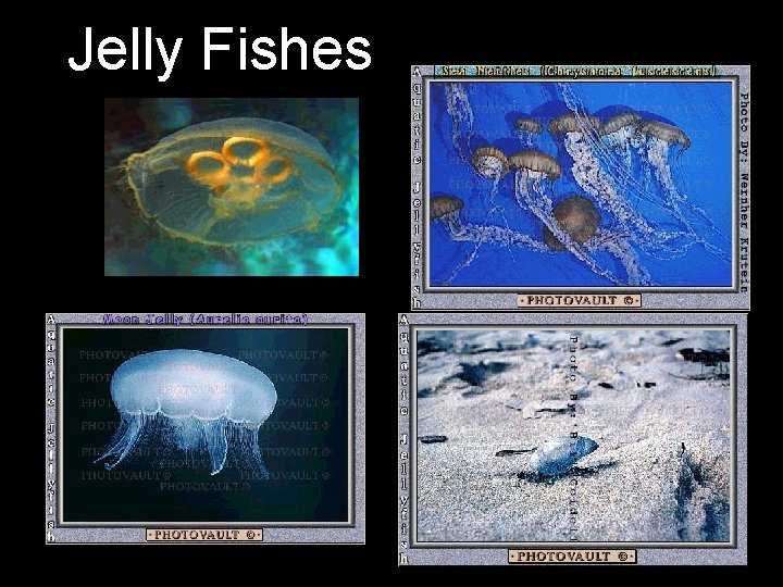 Jelly Fishes 