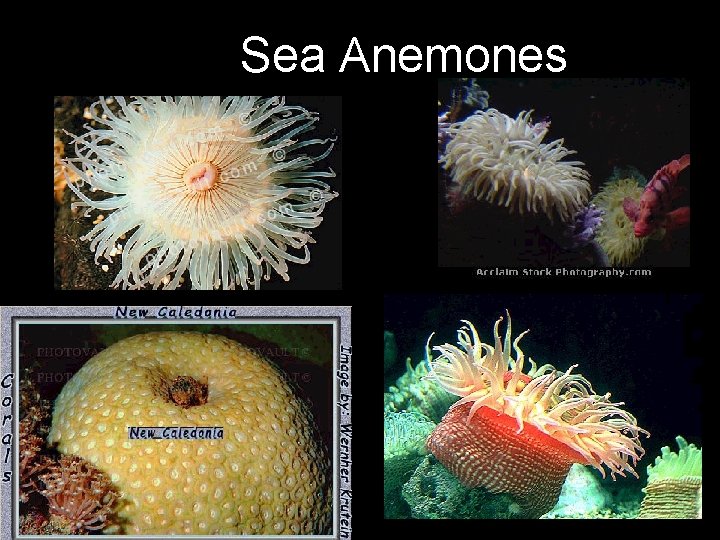 Sea Anemones 