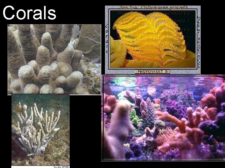 Corals 