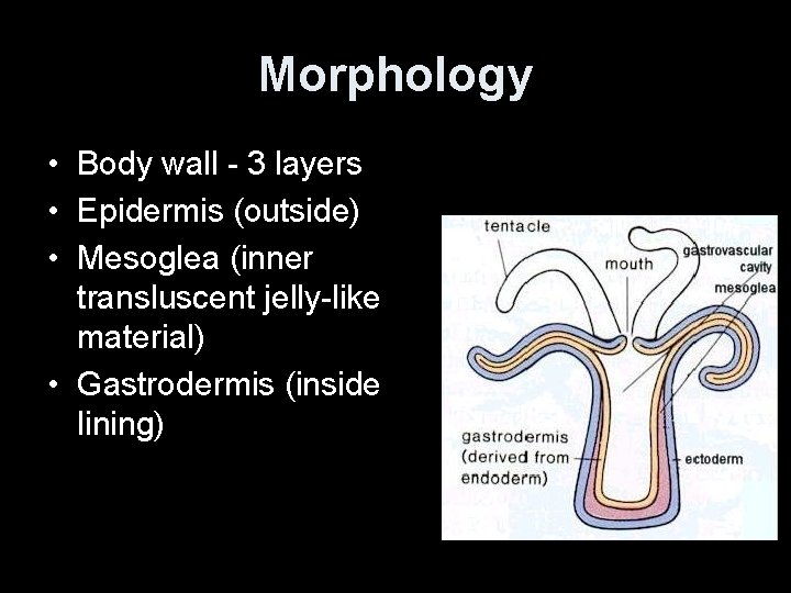 Morphology • Body wall - 3 layers • Epidermis (outside) • Mesoglea (inner transluscent