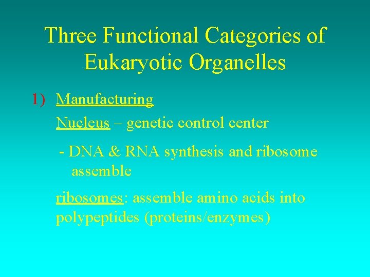 Three Functional Categories of Eukaryotic Organelles 1) Manufacturing Nucleus – genetic control center -