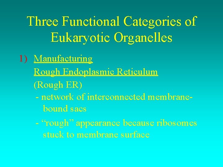 Three Functional Categories of Eukaryotic Organelles 1) Manufacturing Rough Endoplasmic Reticulum (Rough ER) -