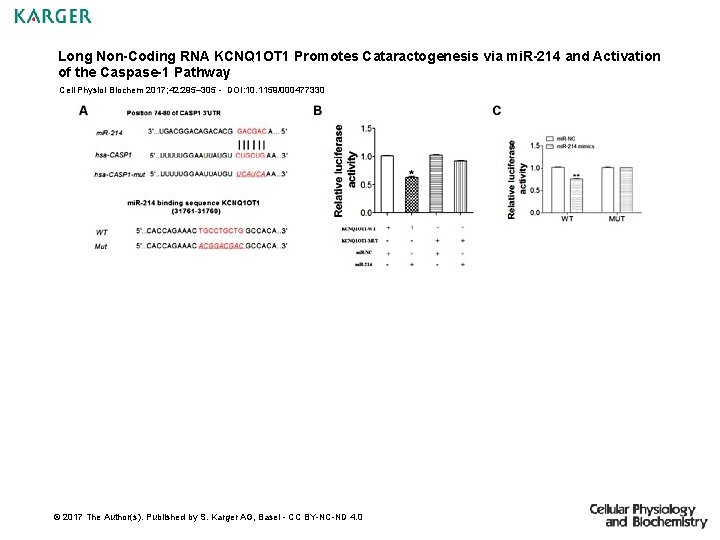 Long Non-Coding RNA KCNQ 1 OT 1 Promotes Cataractogenesis via mi. R-214 and Activation