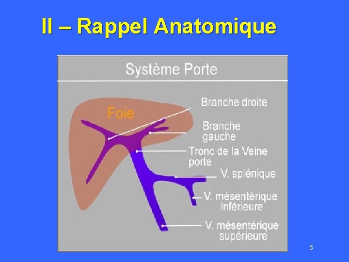 II – Rappel Anatomique 5 
