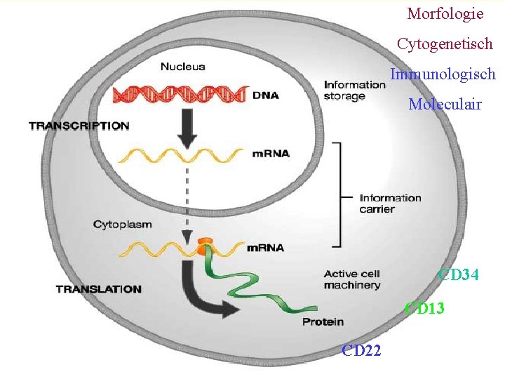 Morfologie Cytogenetisch Immunologisch Moleculair CD 34 CD 13 CD 22 