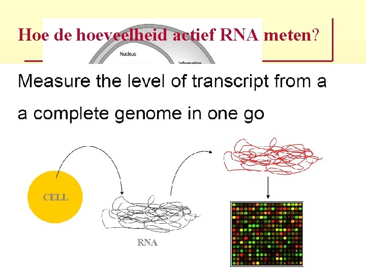 Hoe de hoeveelheid actief RNA meten? 