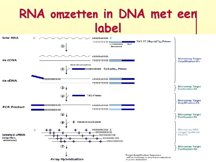 RNA omzetten in DNA met een label 