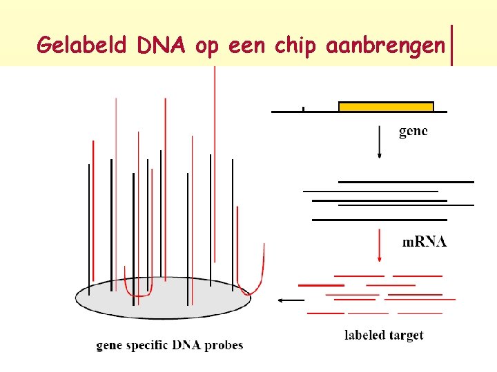 Gelabeld DNA op een chip aanbrengen 