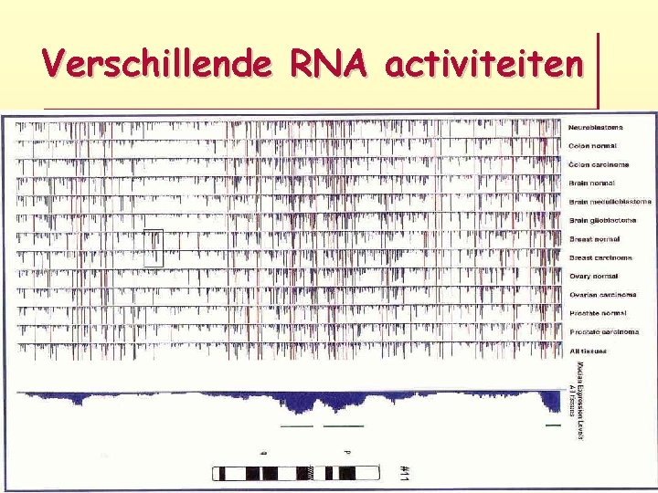 Verschillende RNA activiteiten 