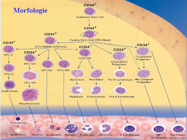 Morfologie 