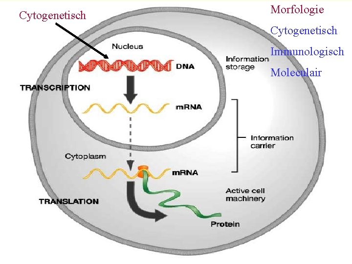 Cytogenetisch Morfologie Cytogenetisch Immunologisch Moleculair 