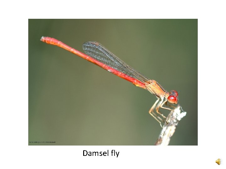 Damsel fly 