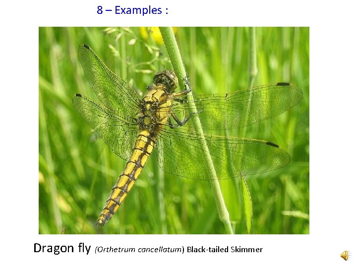 8 – Examples : Dragon fly (Orthetrum cancellatum) Black-tailed Skimmer 