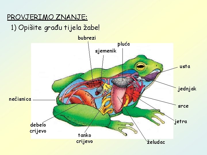 PROVJERIMO ZNANJE: 1) Opišite građu tijela žabe! bubrezi sjemenik pluća usta jednjak nečisnica debelo