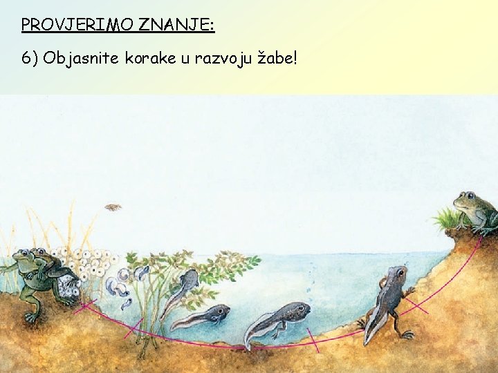 PROVJERIMO ZNANJE: 6) Objasnite korake u razvoju žabe! jaja se razvijaju u vodi (nemaju