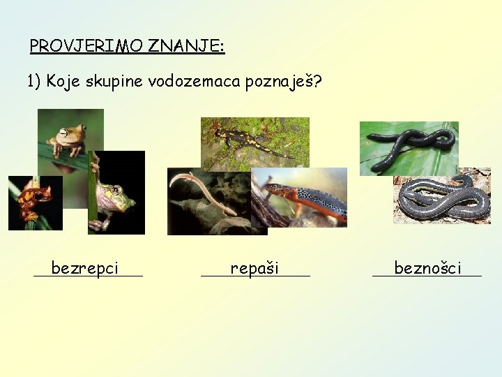 PROVJERIMO ZNANJE: 1) Koje skupine vodozemaca poznaješ? bezrepci repaši beznošci 