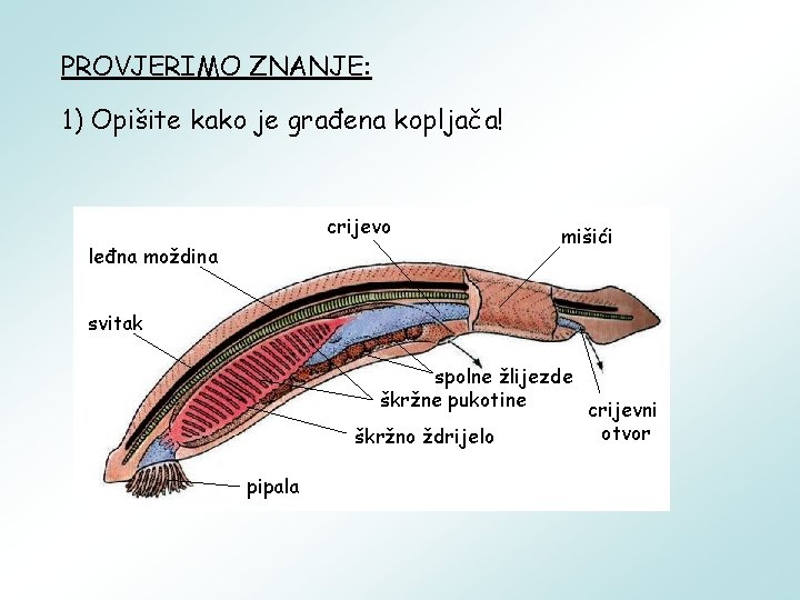 PROVJERIMO ZNANJE: 1) Opišite kako je građena kopljača! crijevo leđna moždina mišići svitak spolne