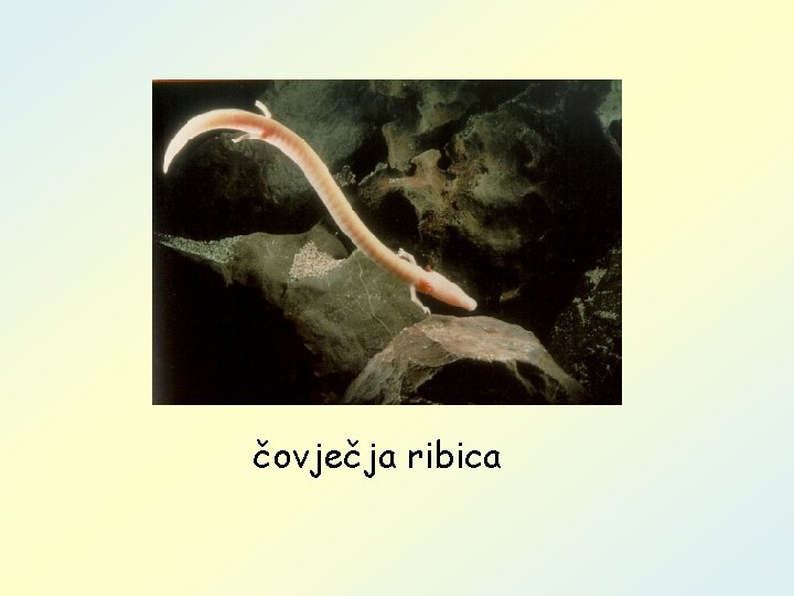 čovječja ribica 