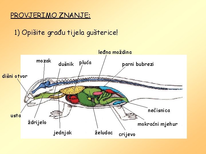 PROVJERIMO ZNANJE: 1) Opišite građu tijela gušterice! leđna moždina mozak dušnik pluća parni bubrezi