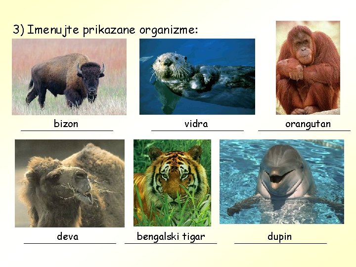 3) Imenujte prikazane organizme: bizon vidra deva bengalski tigar orangutan dupin 