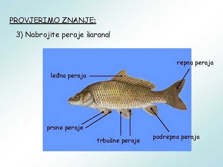 PROVJERIMO ZNANJE: 3) Nabrojite peraje šarana! repna peraja leđna peraja prsne peraje trbušne peraje