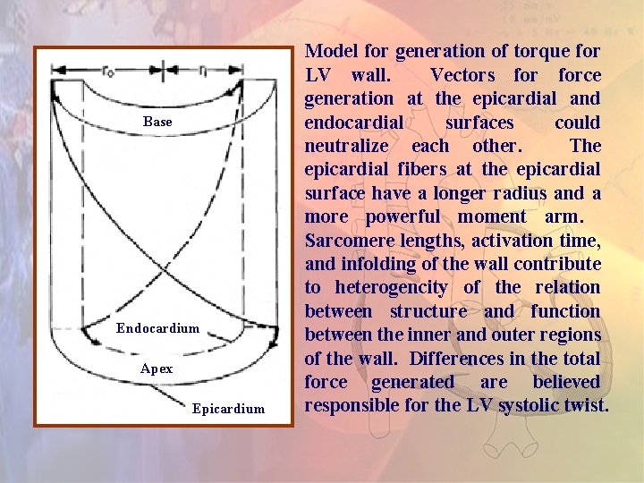 Base Endocardium Apex Epicardium Model for generation of torque for LV wall. Vectors force Base Endocardium Apex Epicardium Model for generation of torque for LV wall. Vectors force