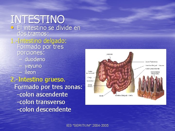 INTESTINO • El intestino se divide en dos tramos: 1. -Intestino delgado: Formado por