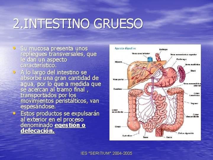 2. INTESTINO GRUESO • Su mucosa presenta unos • • repliegues transversales, que le