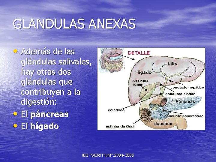GLANDULAS ANEXAS • Además de las • • glándulas salivales, hay otras dos glándulas