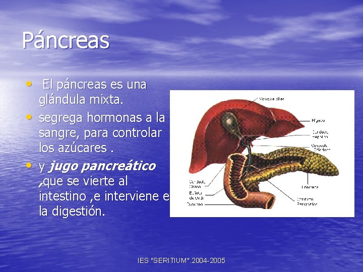 Páncreas • El páncreas es una • • glándula mixta. segrega hormonas a la