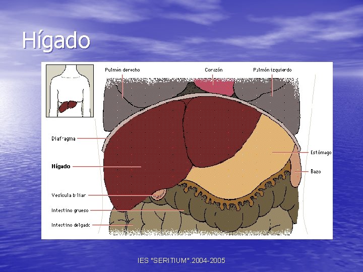 Hígado IES "SERITIUM". 2004 -2005 