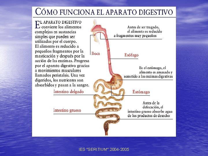 IES "SERITIUM". 2004 -2005 