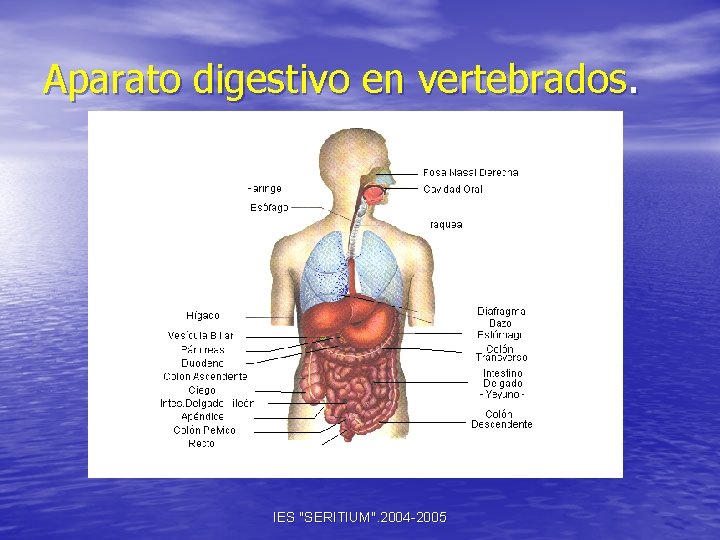 Aparato digestivo en vertebrados. IES "SERITIUM". 2004 -2005 